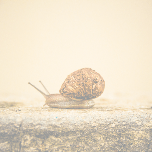 Benefits of Slowness: A Counterintuitive Approach to Thriving in Hustle Culture